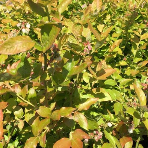 Pot Grown Blueberry Bush Northland | ScotPlants Direct